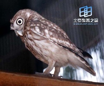 �������ͼ