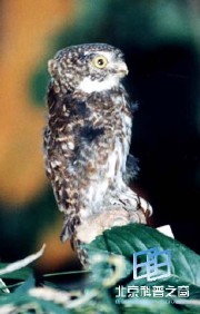 �������ͼ