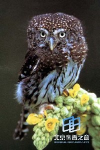 �������ͼ