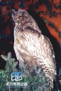 �������ͼ