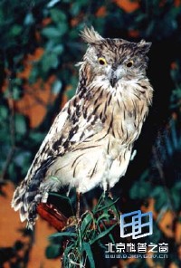 �������ͼ