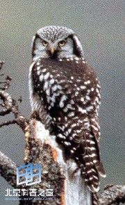 �������ͼ