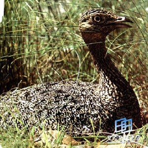 �������ͼ