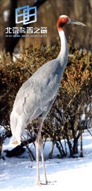 �������ͼ