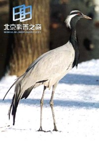 �������ͼ