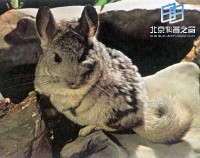 �������ͼ