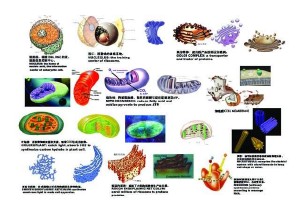 �������ͼ