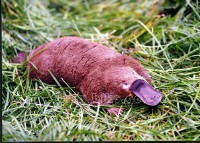 �������ͼ