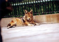 �������ͼ