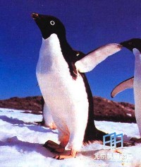 �������ͼ