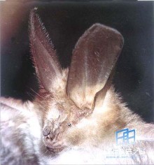 �������ͼ