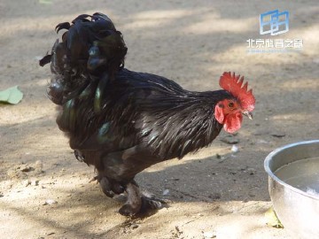 �������ͼ