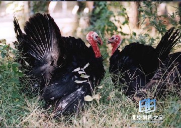 �������ͼ