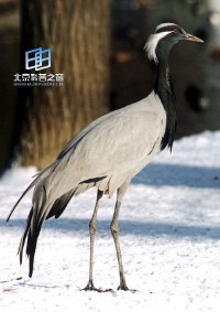 �������ͼ