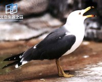 �������ͼ