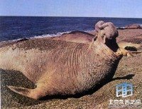 �������ͼ