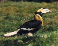 �������ͼ