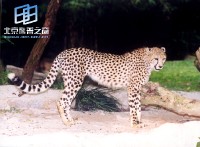 �������ͼ