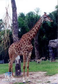 �������ͼ