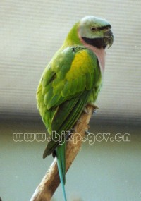 �������ͼ