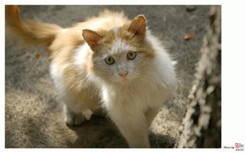 �������ͼ