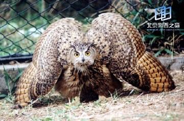 �������ͼ