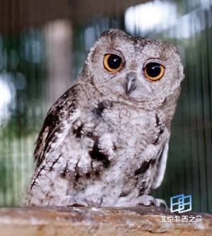 �������ͼ