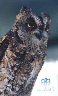 �������ͼ