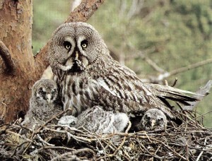 �������ͼ