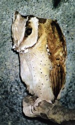 �������ͼ