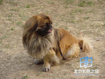 �������ͼ