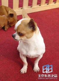 �������ͼ