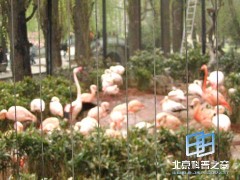 �������ͼ