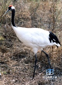 �������ͼ