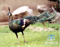 �������ͼ