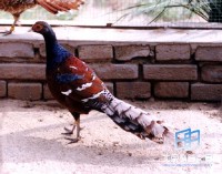 �������ͼ