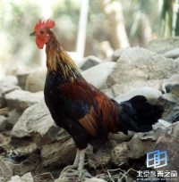 �������ͼ