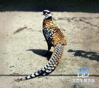 �������ͼ