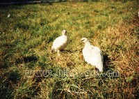 �������ͼ