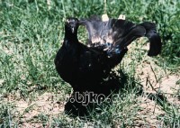 �������ͼ