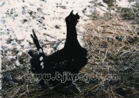 �������ͼ