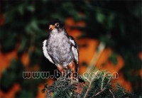 �������ͼ