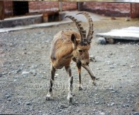 �������ͼ