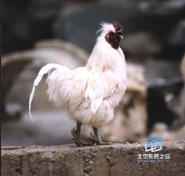 �������ͼ