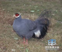 �������ͼ