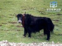 �������ͼ