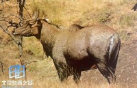 �������ͼ