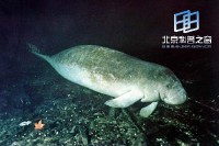 �������ͼ