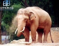 �������ͼ