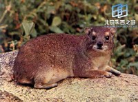 �������ͼ